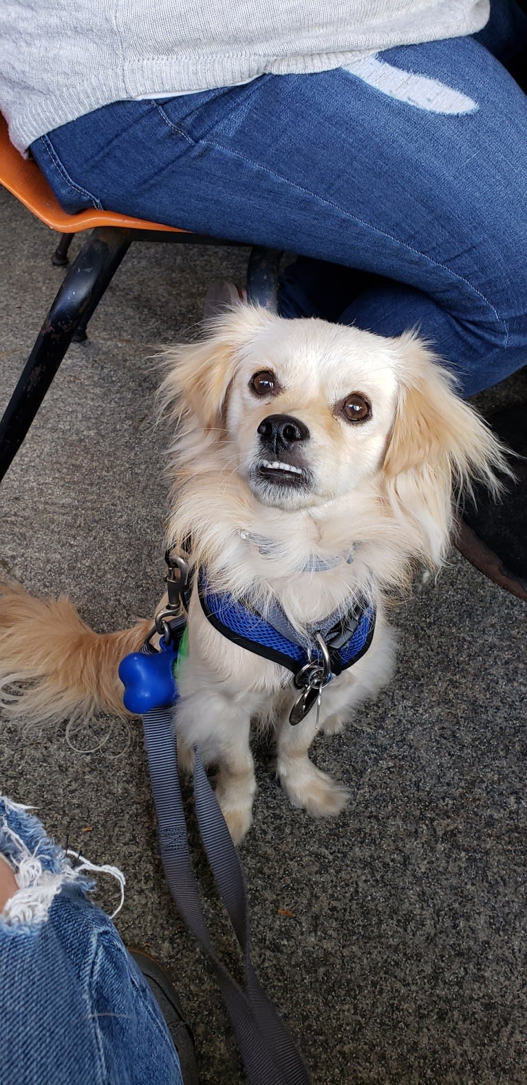 Arthur, a Poodle (Small) and Shih Tzu mix tested with EmbarkVet.com