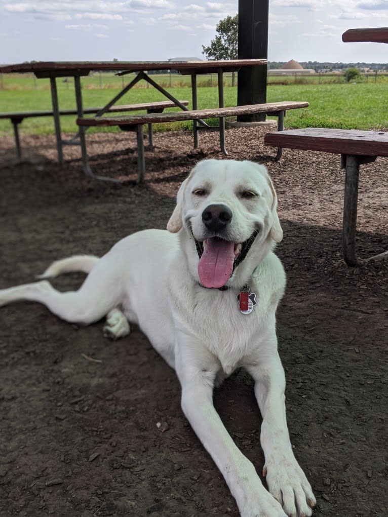 Jack Frost, a Great Pyrenees and Labrador Retriever mix tested with EmbarkVet.com