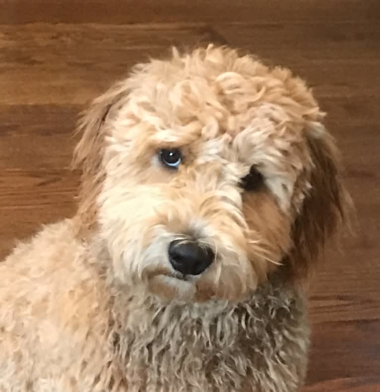 Charly, a Goldendoodle tested with EmbarkVet.com