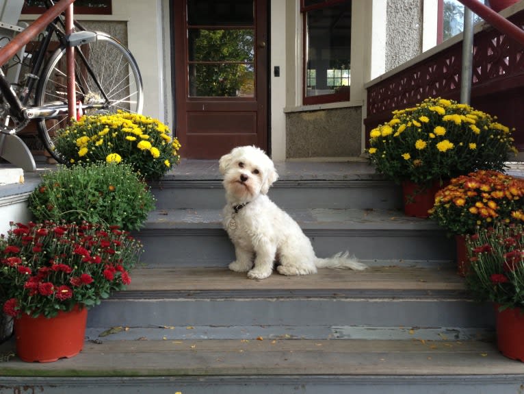 Gilly, a Havanese tested with EmbarkVet.com