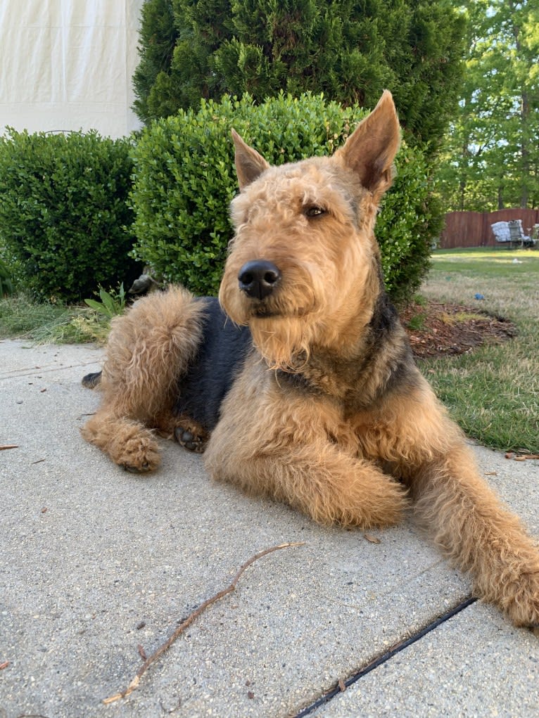 Ares, an Airedale Terrier tested with EmbarkVet.com