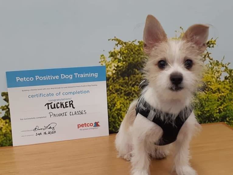 Tucker, a Chihuahua and Maltese mix tested with EmbarkVet.com