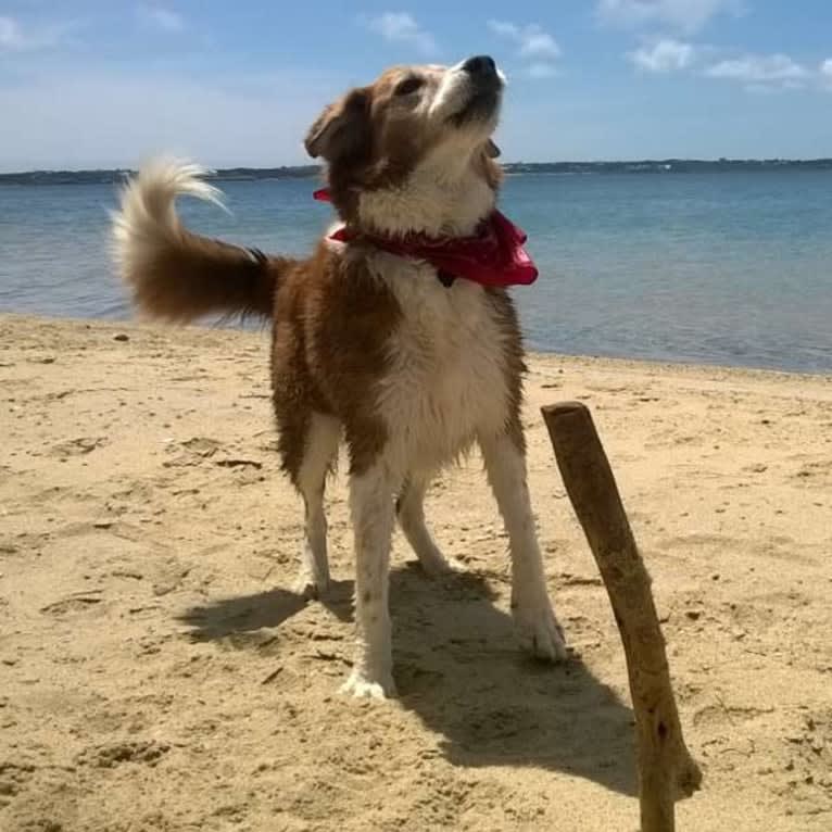 Bentley, a Chow Chow and Labrador Retriever mix tested with EmbarkVet.com