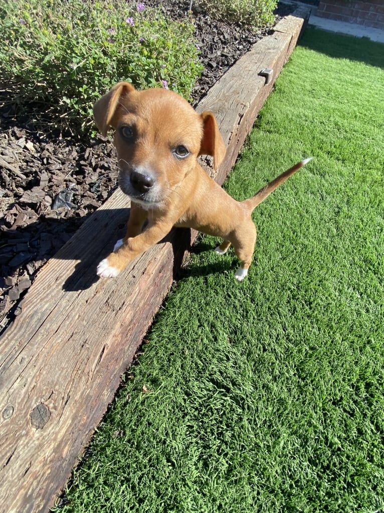 Scarlet, an Australian Cattle Dog and Chihuahua mix tested with EmbarkVet.com