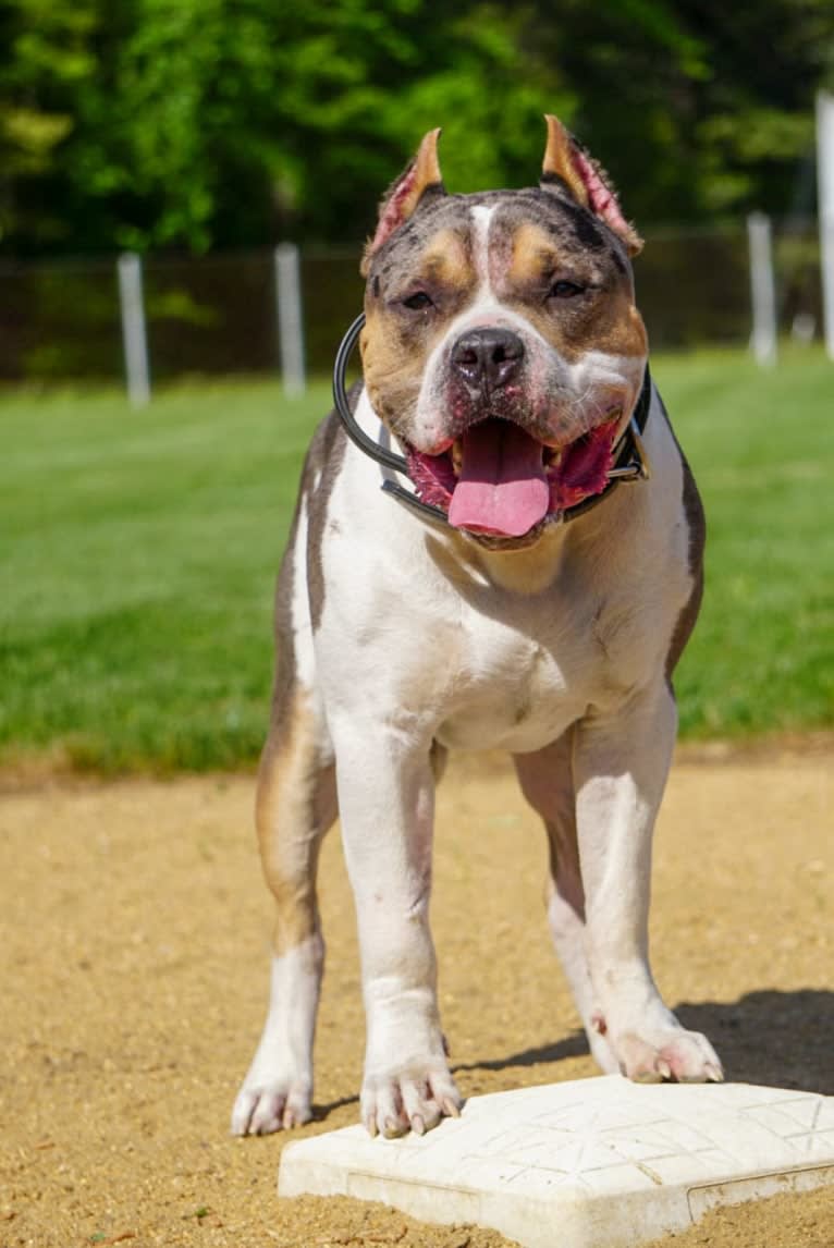 Koda, an American Bully tested with EmbarkVet.com