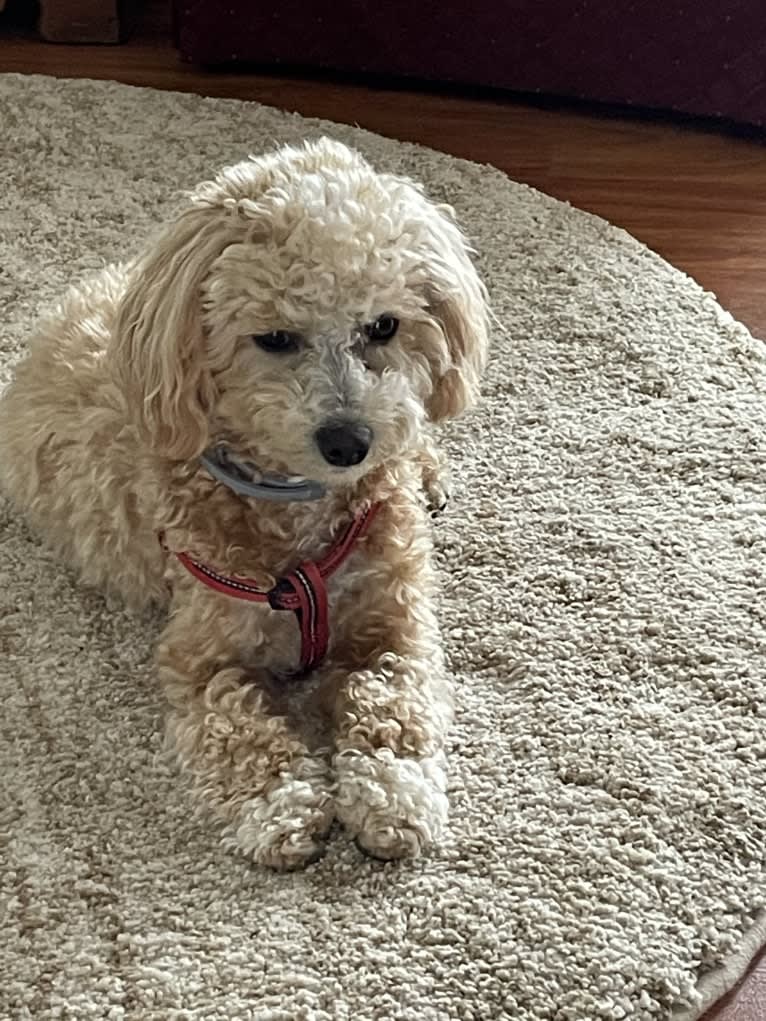 Scooter, a Poodle (Small) and Maltese mix tested with EmbarkVet.com