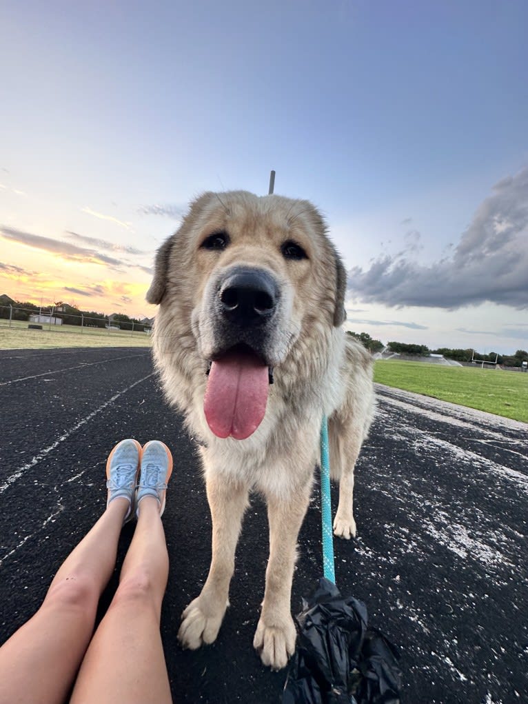 Moose, a Tibetan Mastiff tested with EmbarkVet.com