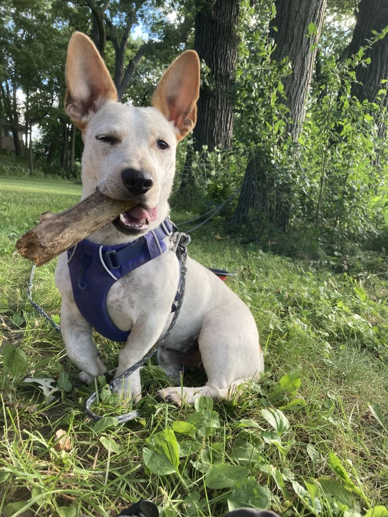 Marty, an American Pit Bull Terrier and Chihuahua mix tested with EmbarkVet.com