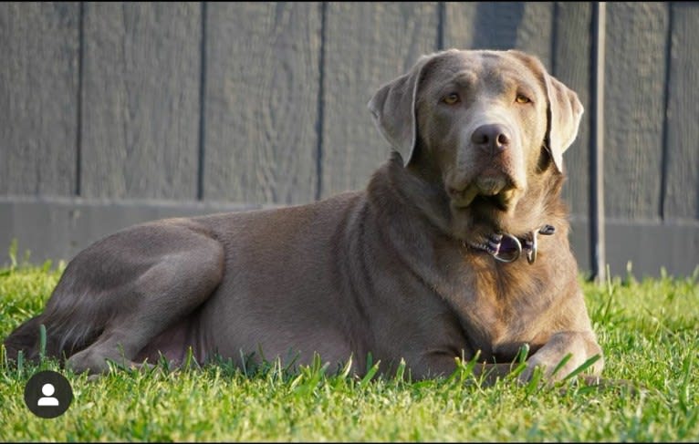 Whiskey, a Labrador Retriever tested with EmbarkVet.com