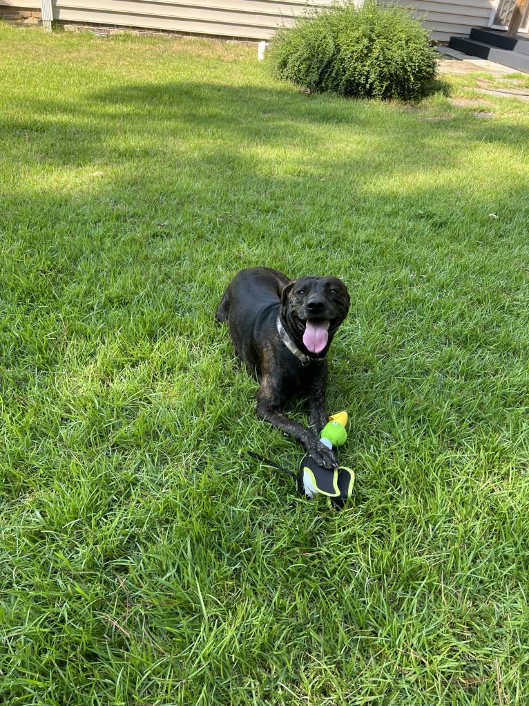 Maverick, a Mountain Cur tested with EmbarkVet.com