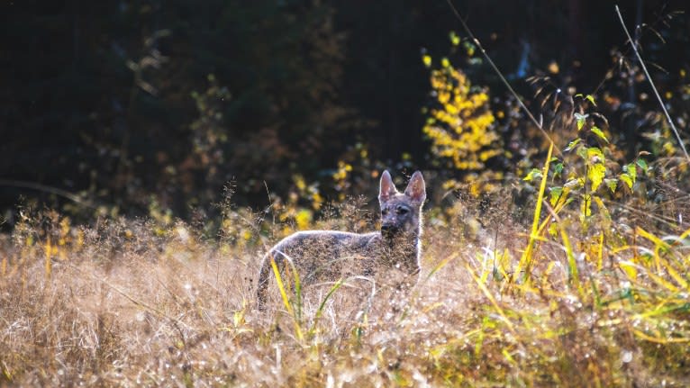 Olav, a Czechoslovakian Vlcak and German Shepherd Dog mix tested with EmbarkVet.com