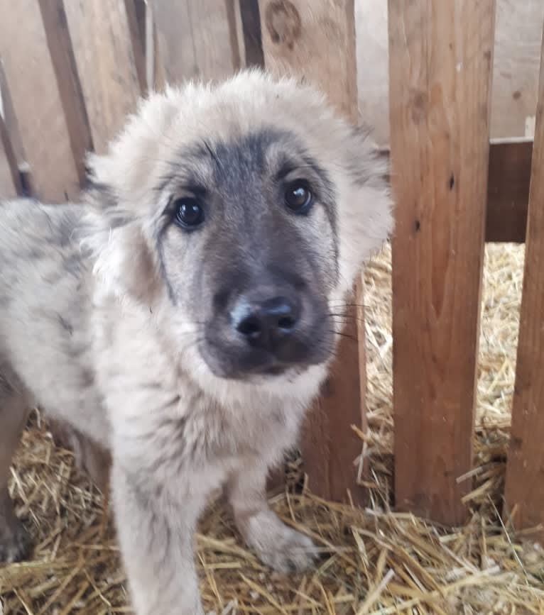 Togo, an Armenian Gampr tested with EmbarkVet.com