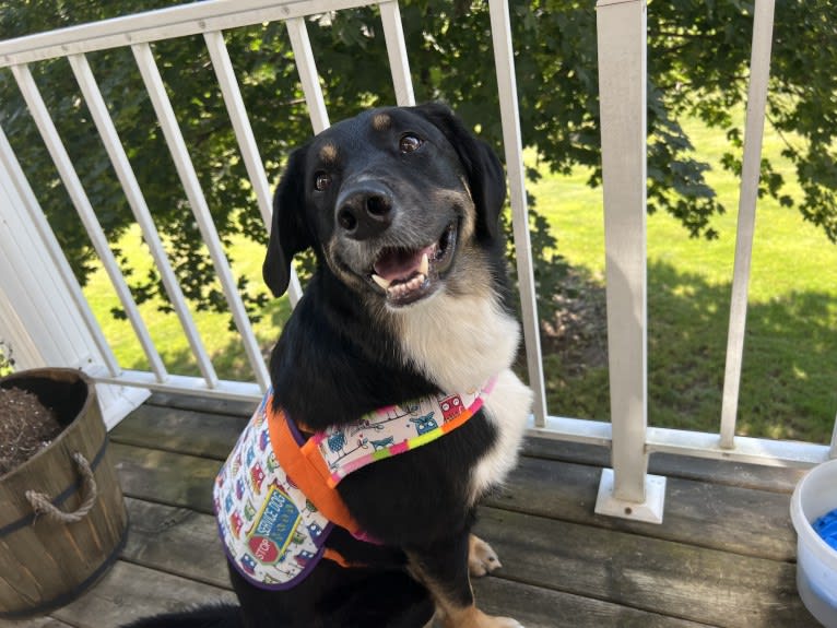 Louyie, a Border Collie and Labrador Retriever mix tested with EmbarkVet.com