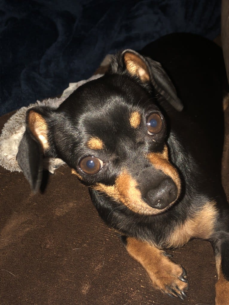 Penny, a Dachshund and Chihuahua mix tested with EmbarkVet.com