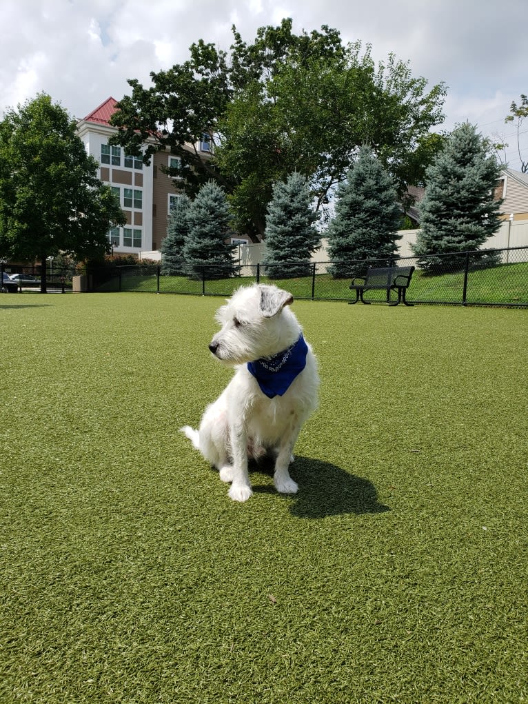 Bart, an American Pit Bull Terrier and Chihuahua mix tested with EmbarkVet.com