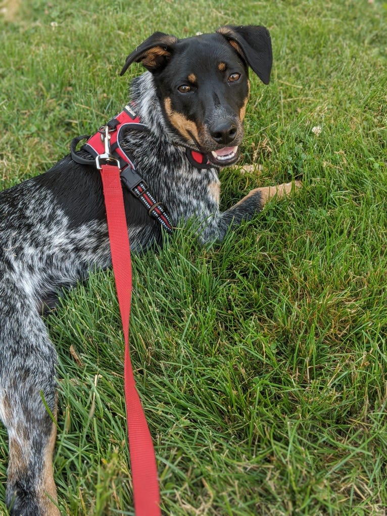 Bodie, an Australian Cattle Dog and Rat Terrier mix tested with EmbarkVet.com
