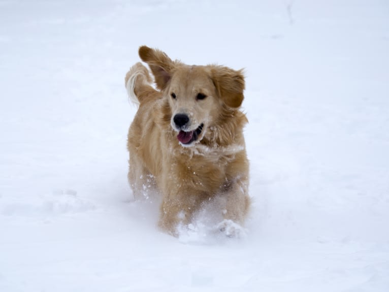 Kara, a Golden Retriever tested with EmbarkVet.com