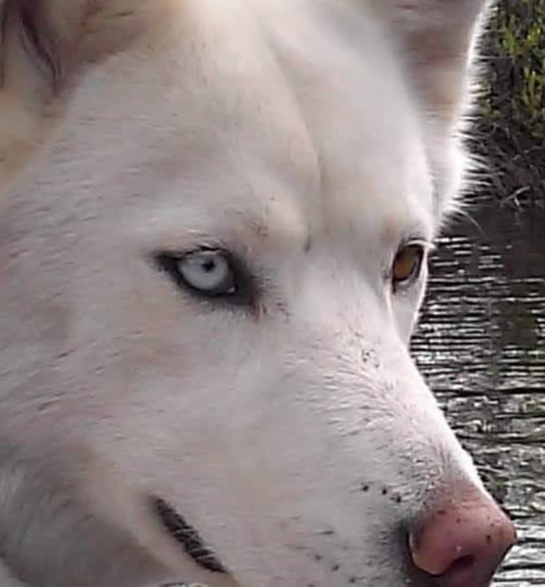 Meeshka, a Siberian Husky tested with EmbarkVet.com