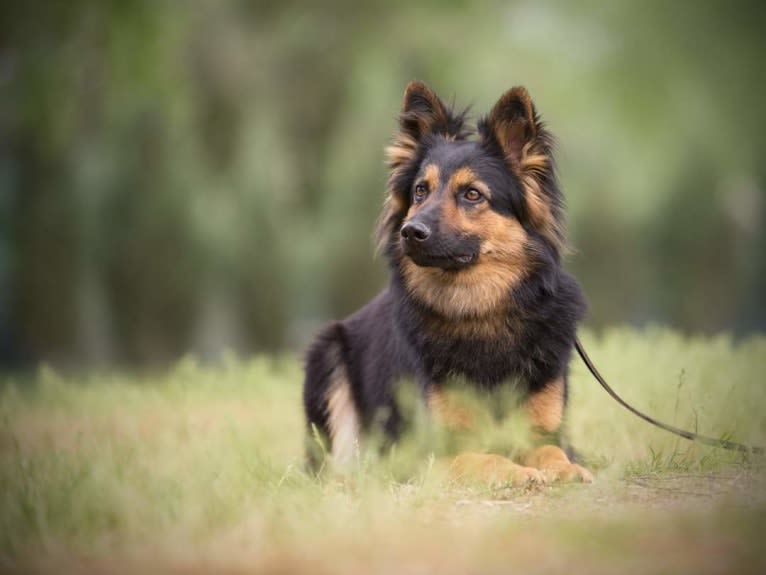 Bugi z Repinskeho dolu (Luna), a Bohemian Shepherd tested with EmbarkVet.com