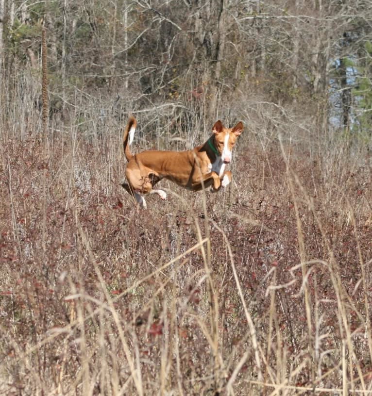 Dean, an Ibizan Hound tested with EmbarkVet.com