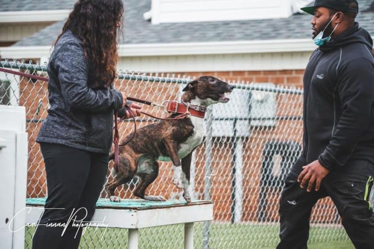 Dippy, a Bull Terrier tested with EmbarkVet.com