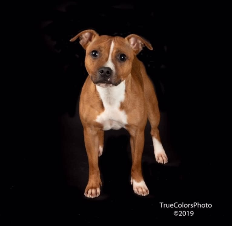 Latte, a Staffordshire Bull Terrier tested with EmbarkVet.com