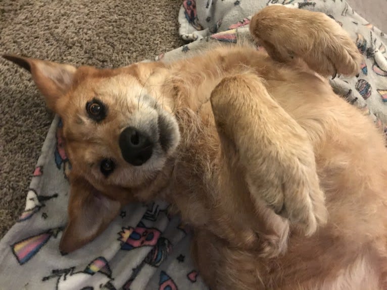 Kiwi Bean, a Chow Chow and Labrador Retriever mix tested with EmbarkVet.com