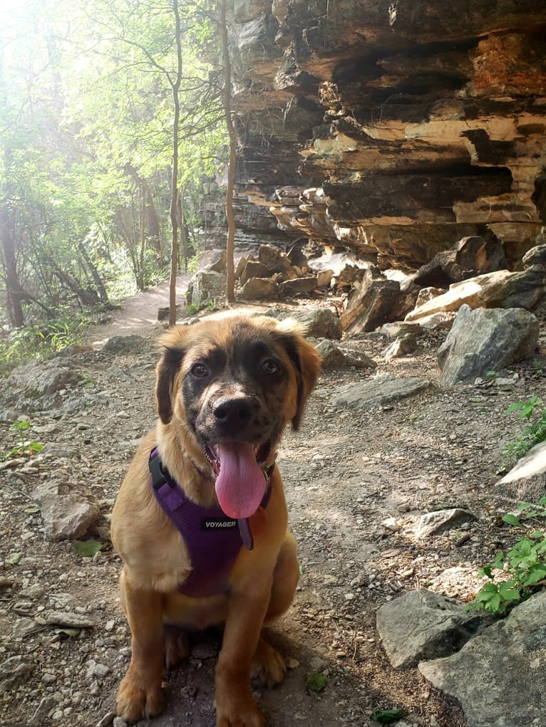 Ava, a Labrador Retriever and Boxer mix tested with EmbarkVet.com