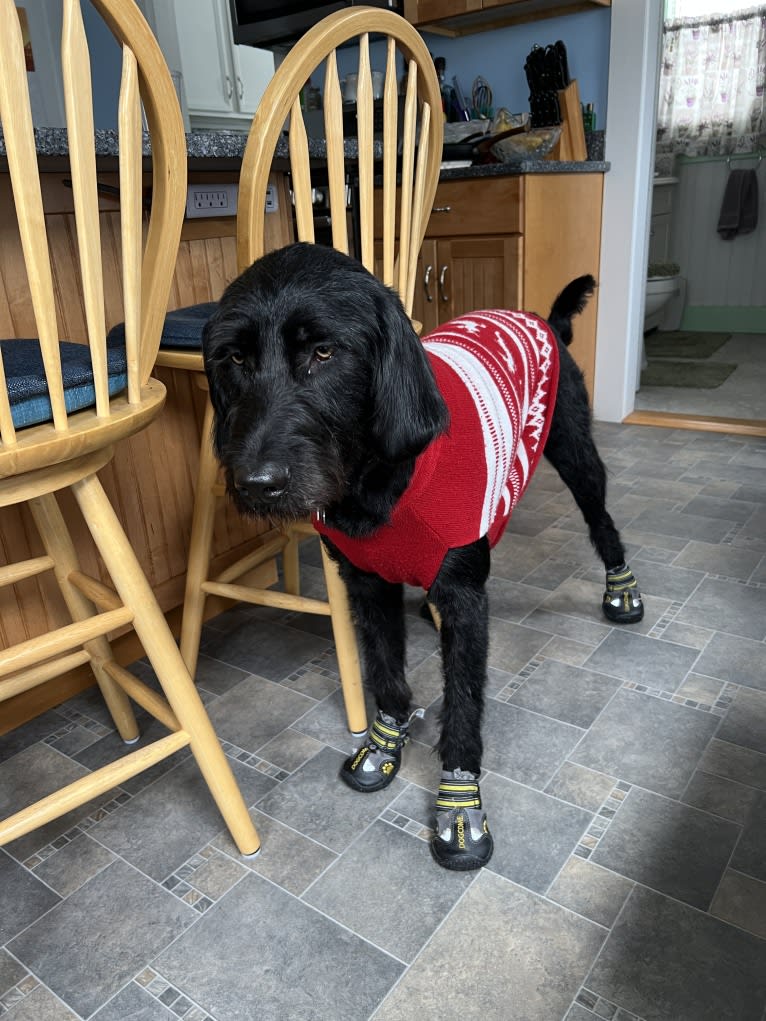 Levi, a Labradoodle tested with EmbarkVet.com