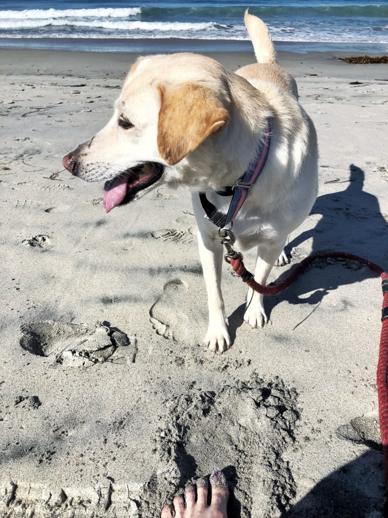 Winnie, a Southeast Asian Village Dog and Labrador Retriever mix tested with EmbarkVet.com