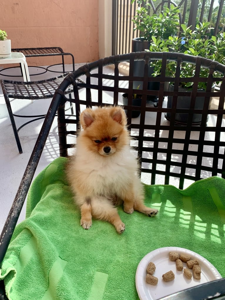 Santino, a Pomeranian tested with EmbarkVet.com