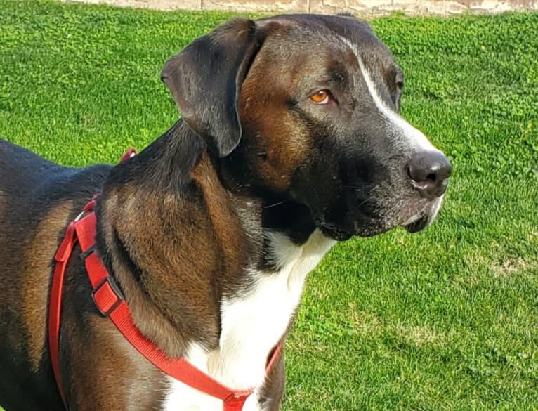 Sherlock, an Anatolian Shepherd Dog and American Pit Bull Terrier mix tested with EmbarkVet.com