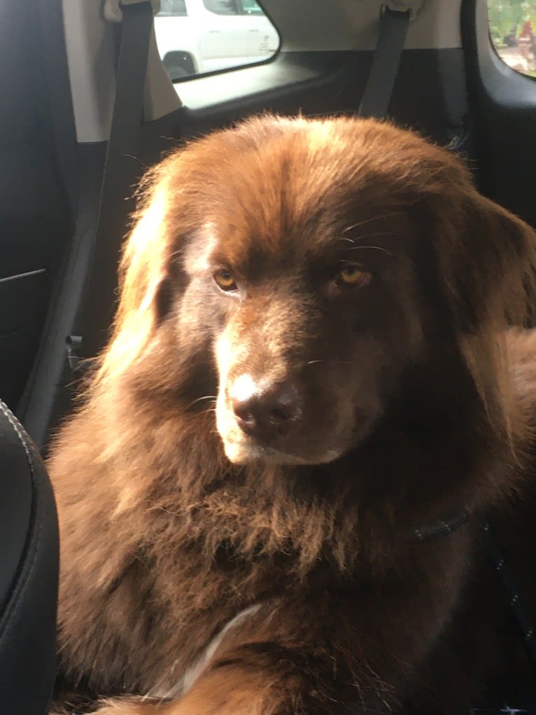 Rosey, a Newfoundland and Siberian Husky mix tested with EmbarkVet.com