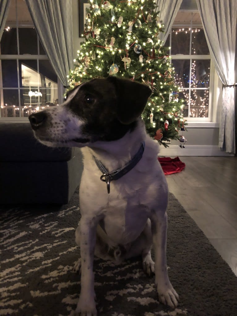 Jack, a Russell-type Terrier and Mountain Cur mix tested with EmbarkVet.com