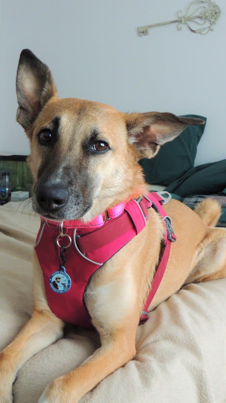 Lucy, a Northern East African Village Dog tested with EmbarkVet.com