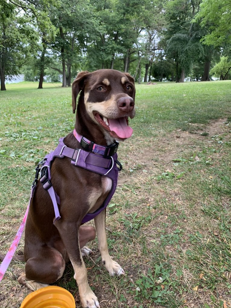 Olive, an American Pit Bull Terrier and Chihuahua mix tested with EmbarkVet.com