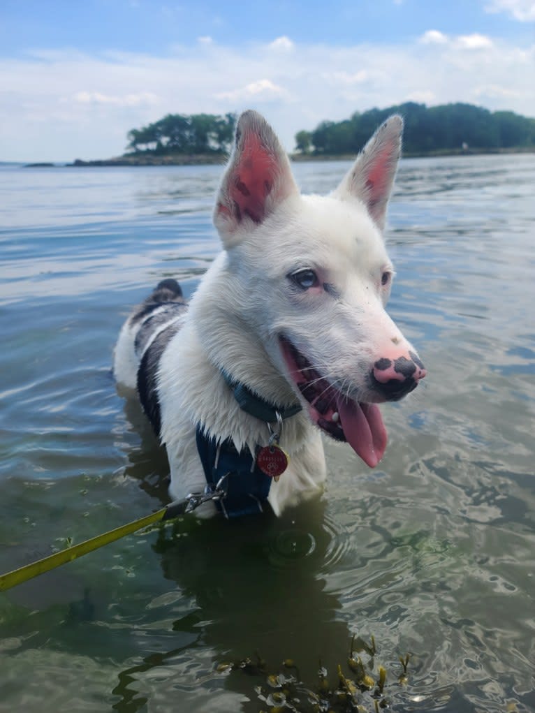 Momo, an Australian Cattle Dog and Australian Shepherd mix tested with EmbarkVet.com