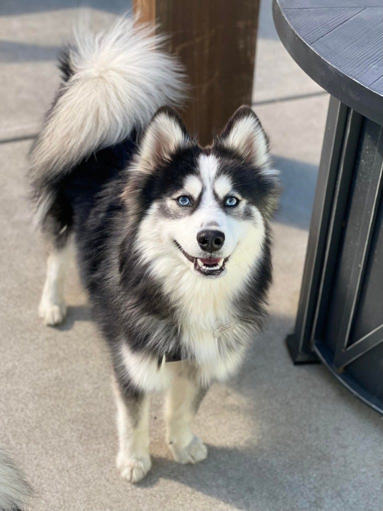 Bowser, a Pomsky tested with EmbarkVet.com