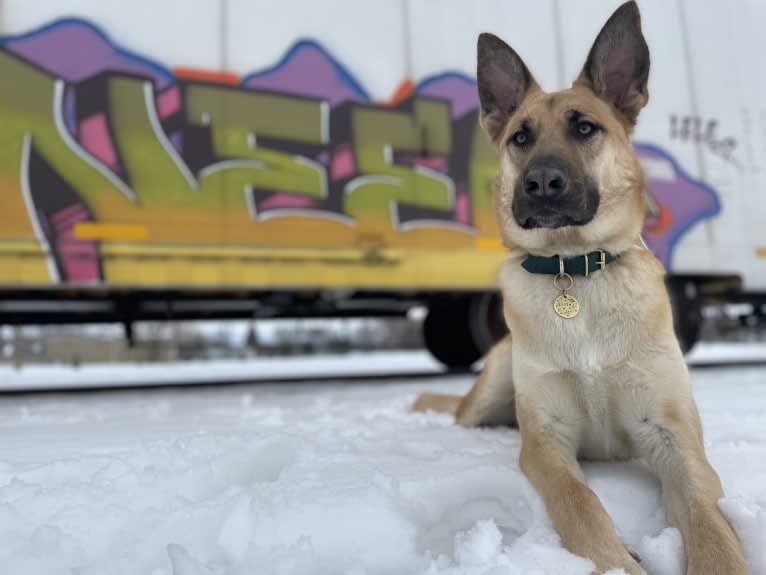 Enzo, a Siberian Husky and German Shepherd Dog mix tested with EmbarkVet.com