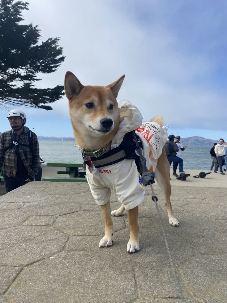 Kyoto, a Shiba Inu tested with EmbarkVet.com