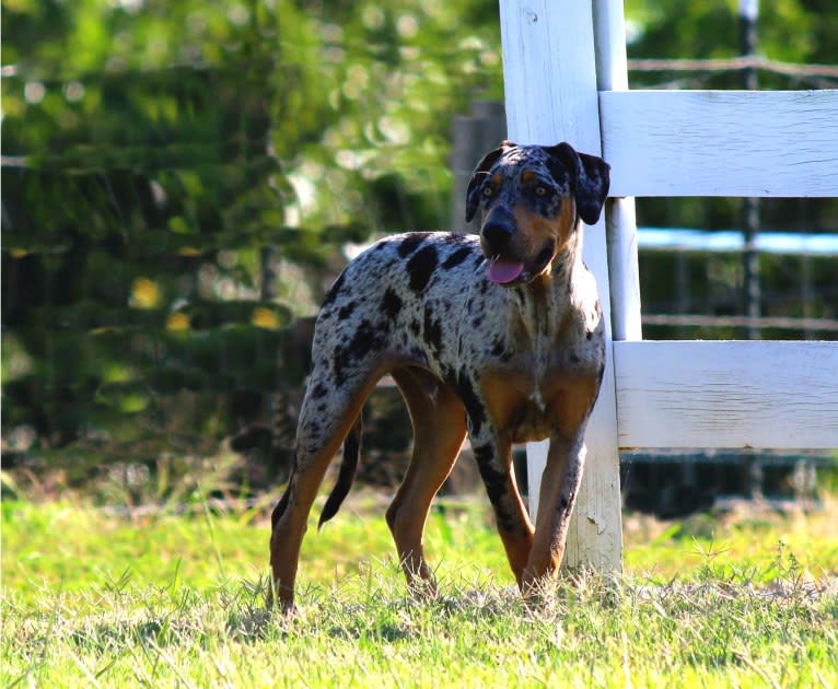 Roux, a Catahoula Leopard Dog tested with EmbarkVet.com