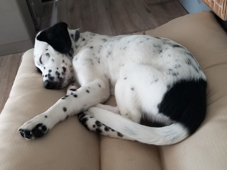 Rorschach, a Labrador Retriever and German Shepherd Dog mix tested with EmbarkVet.com