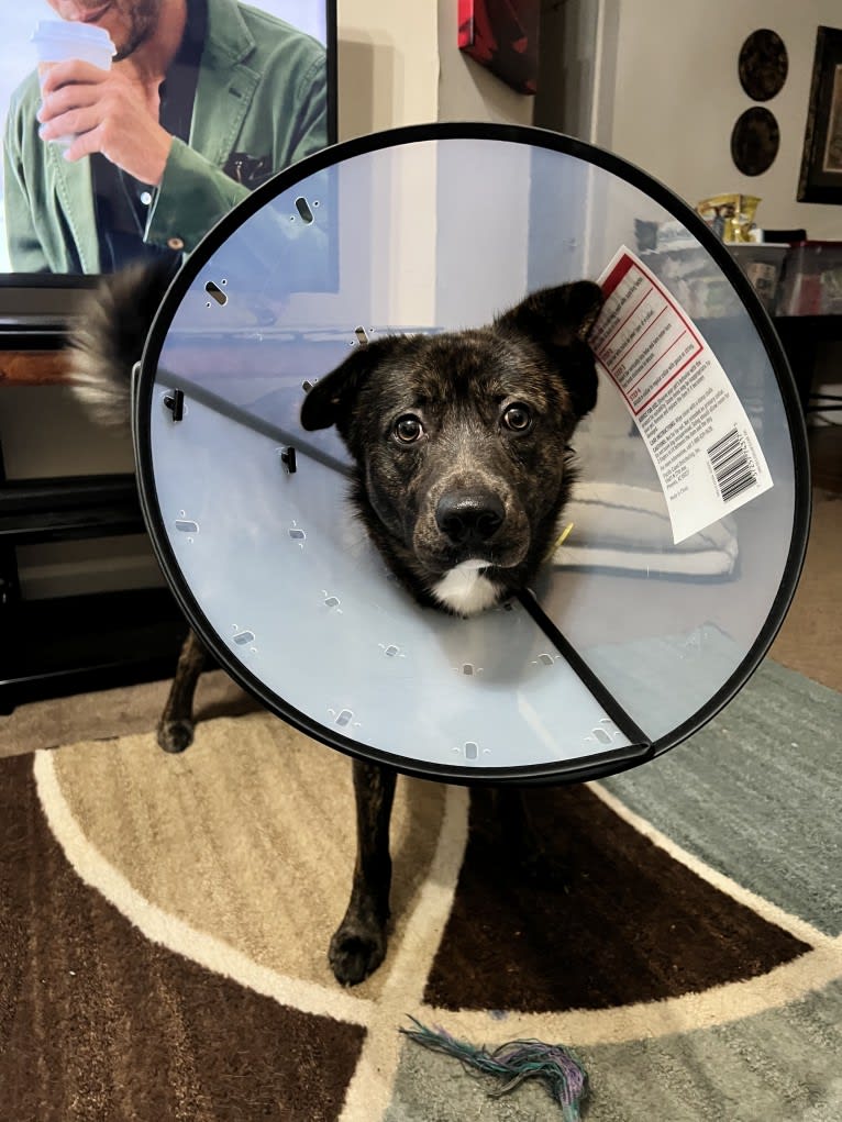 Adrien Brody, a German Shepherd Dog and American Pit Bull Terrier mix tested with EmbarkVet.com