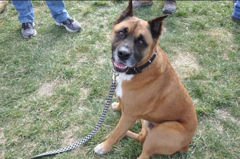 Vadar, a Boxer and Australian Shepherd mix tested with EmbarkVet.com