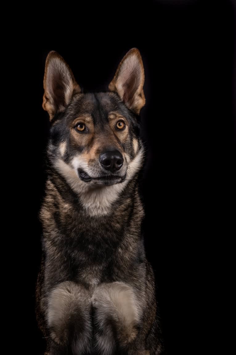 Jorah, a Siberian Husky and German Shepherd Dog mix tested with EmbarkVet.com