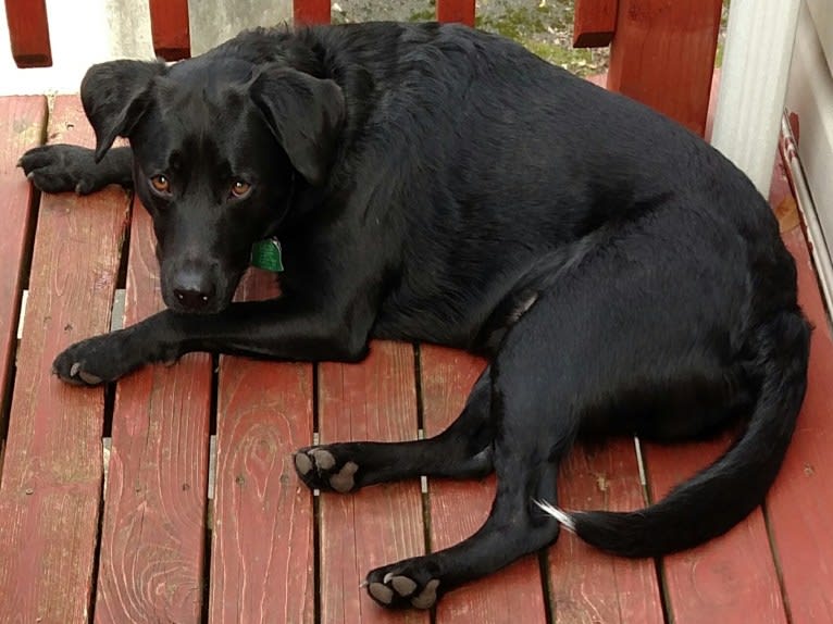 McNulty, a German Shepherd Dog and Miniature Pinscher mix tested with EmbarkVet.com