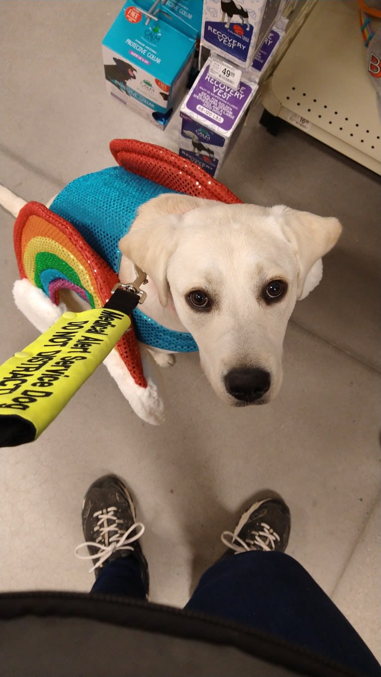 Missy, a Labrador Retriever tested with EmbarkVet.com