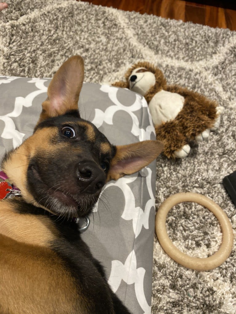 Lola, a German Shepherd Dog and American Pit Bull Terrier mix tested with EmbarkVet.com