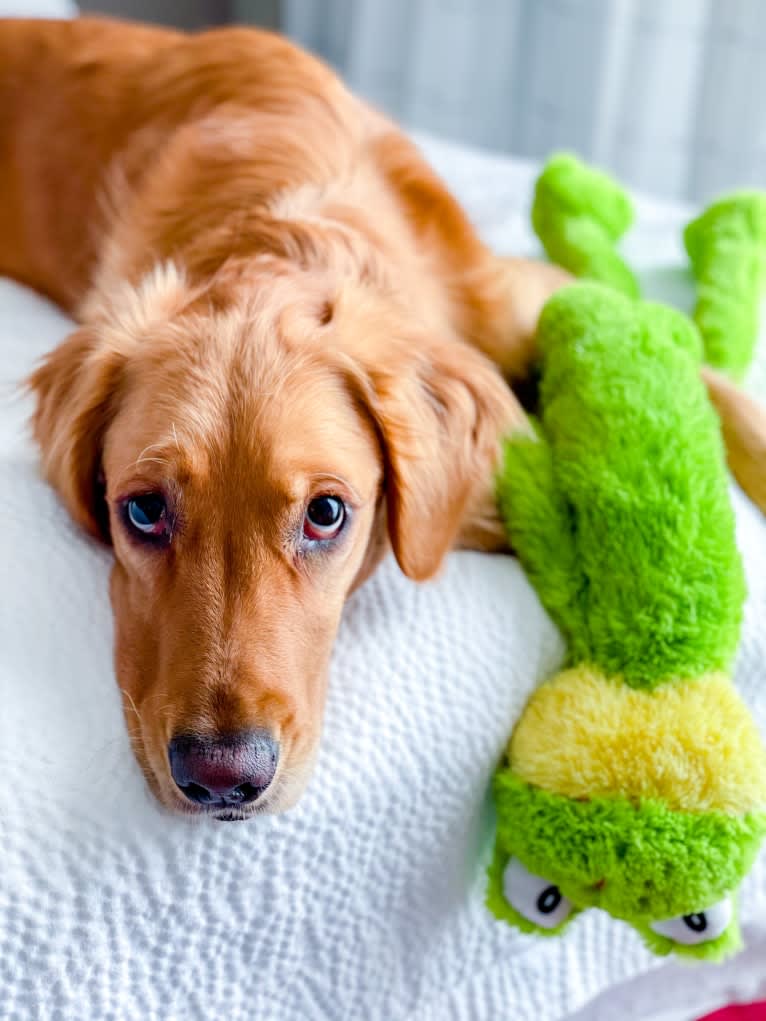 Emmie, a Golden Retriever tested with EmbarkVet.com