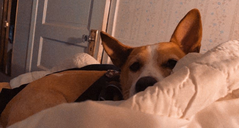 Nancy, a Chihuahua and Great Pyrenees mix tested with EmbarkVet.com